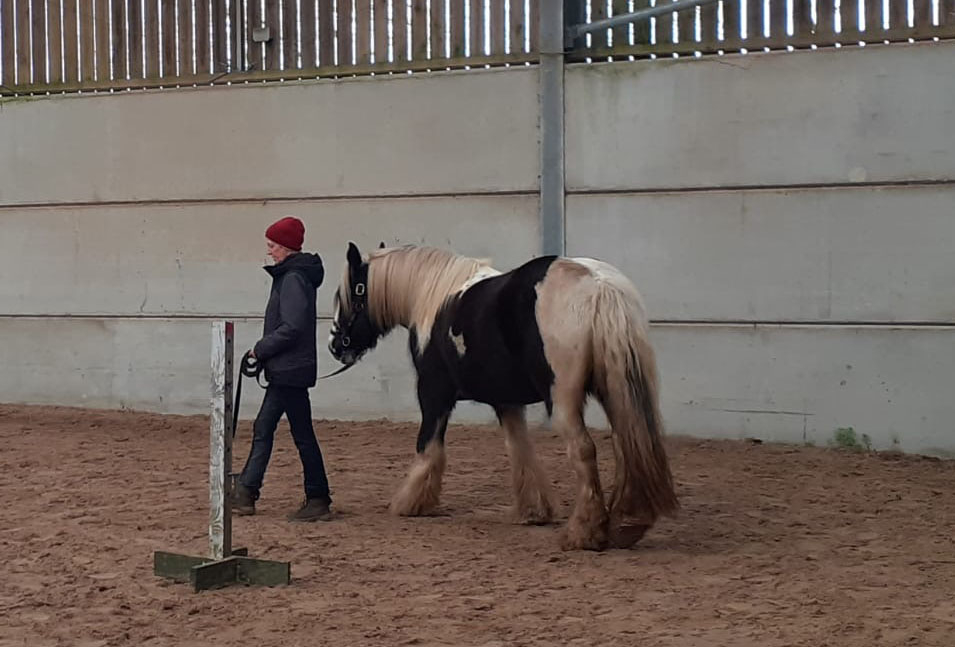 trail horse ground work